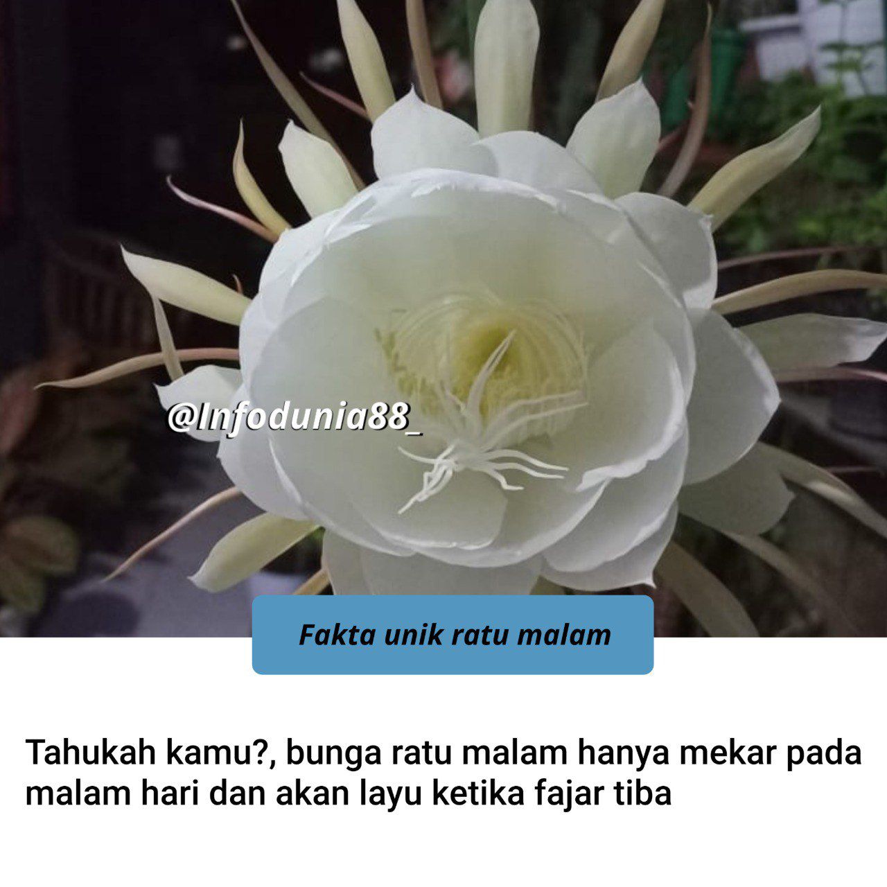 MEKARNYA SANG RATU MALAM: SEJENAK MENEBAR KEHARUMAN, ABADI DALAM KEHIDUPAN