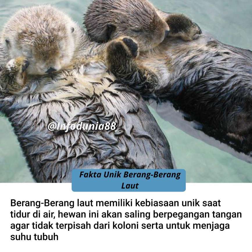 Berang-berang: Si Penjaga Sungai yang Lucu, Cerdas, dan Penuh Manfaat Bagi Ekosistem