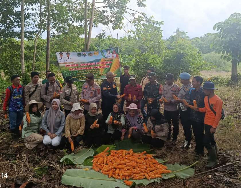 Camat Tanah Abang Pimpin Langsung Panen Jagung Hibrida di Tanjung Dalam, Tegaskan Komitmen Perkuat Ketahanan Pangan Daerah